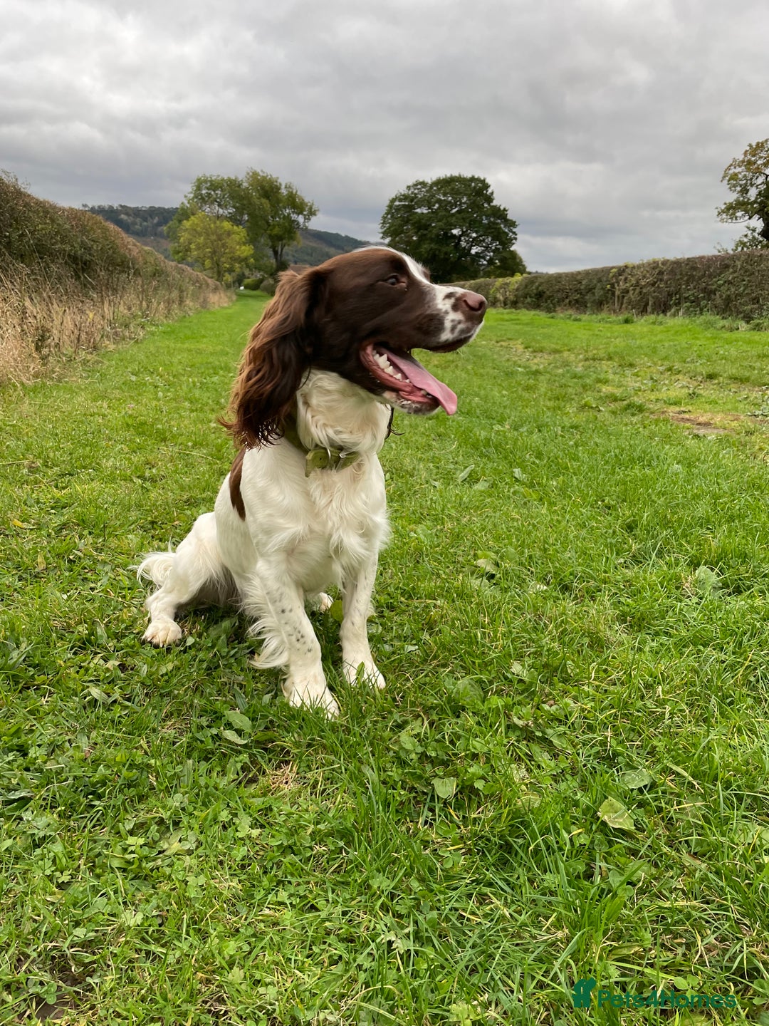 English Springer Spaniel dogs for stud: English Springer Spaniel Stud – “PADDY’S GILL LAD - Advert 9