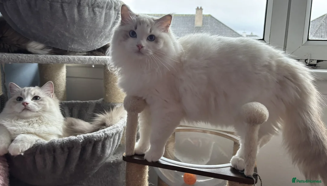 Ragdoll cats for sale: Two The last Boys Pedigree Ragdoll  Available - Advert 16