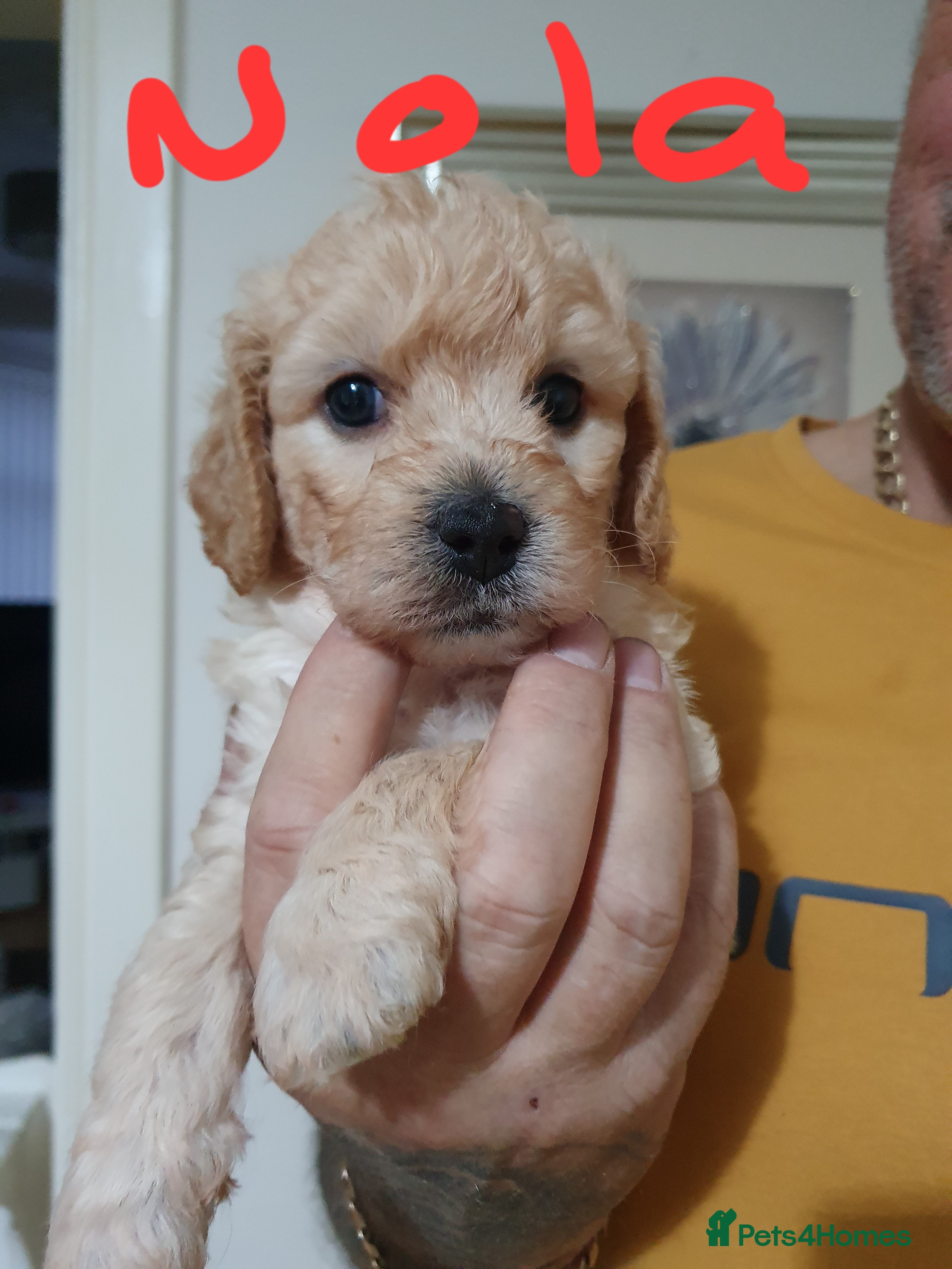 Mixed Breed dogs Cavapoochons 3 boys 3 girls beautiful colours  - Advert 2