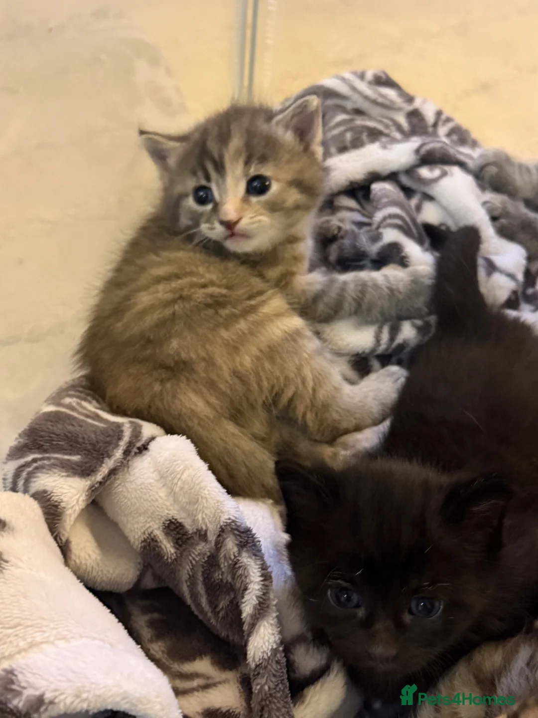 Mixed Breed cats for sale: Beautiful Bengal x British short hair Kitten's - Advert 10