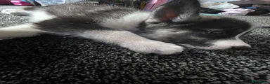 Huskita/siberian-husky Puppy 5