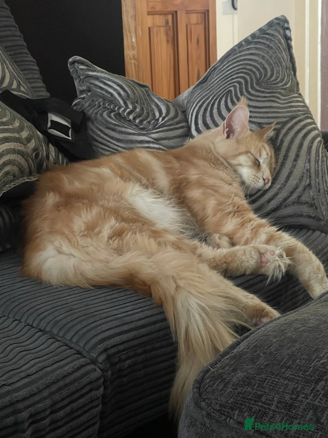 Maine Coon cats for sale: Maine Coon kittens Available!!!! - Image 13