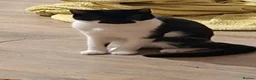 Mixed Breed cats for sale: Female black and white  - Advert 1