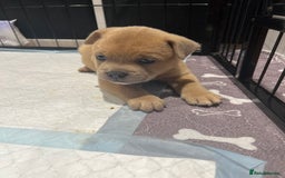 Mixed Breed dogs for sale: STUNNING UNIQUE PUPS 💙💗 - Image 23