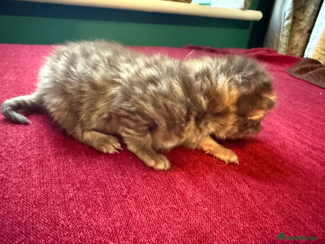 Norwegian Forest Cat cats for sale: 4 super loving fluffy kitties  - Advert 3