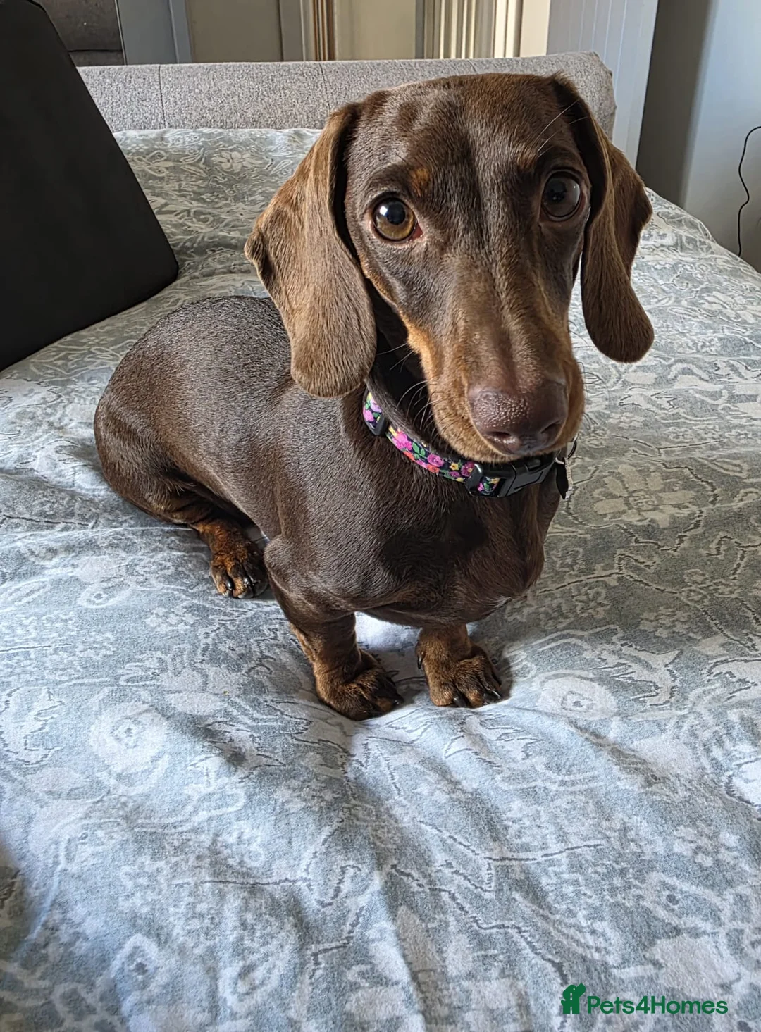 Miniature Dachshund dogs for sale: Stunning KC registered Miniature Dachshund's - Advert 2
