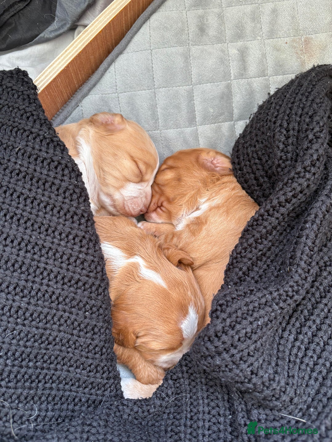 Cocker Spaniel dogs for sale: Cocker Spaniel Puppies  - Image 8