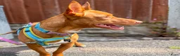 Mixed Breed dogs for adoption: Shadow - Podenco Maneto  in Birmingham - Advert 13