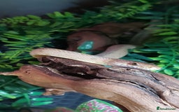 Rat Snake reptiles for sale: BAIRDS RAT SNAKE  - Image 2