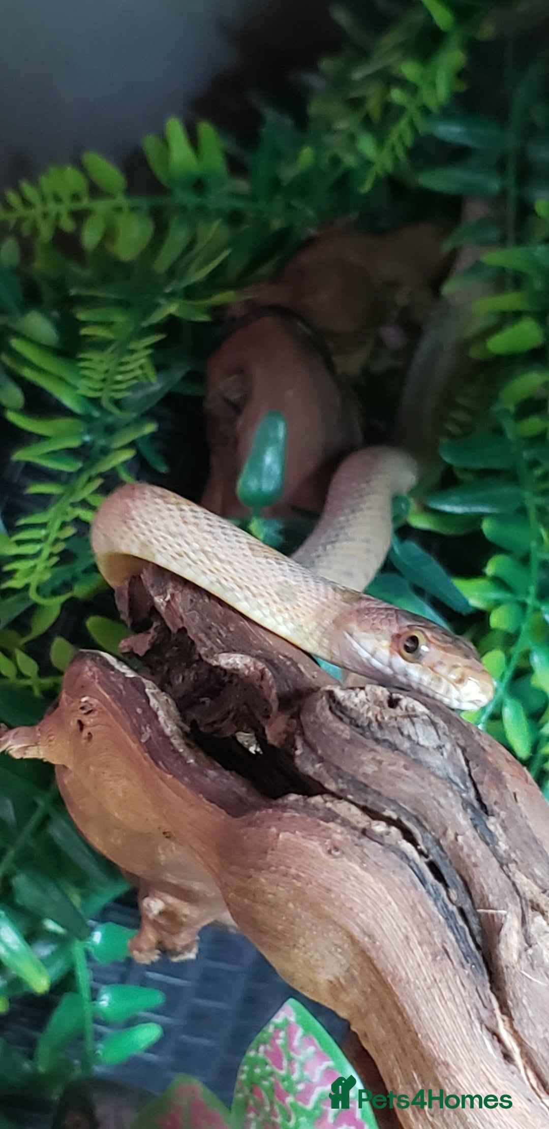 Rat Snake reptiles for sale: BAIRDS RAT SNAKE  - Image 2