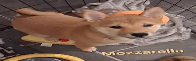 Mozzarella 