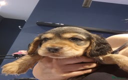 Cocker Spaniel dogs for sale: 2 male cocker spaniel  - Image 1