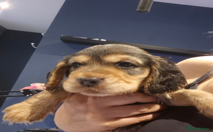 Cocker Spaniel dogs - Advert 15
