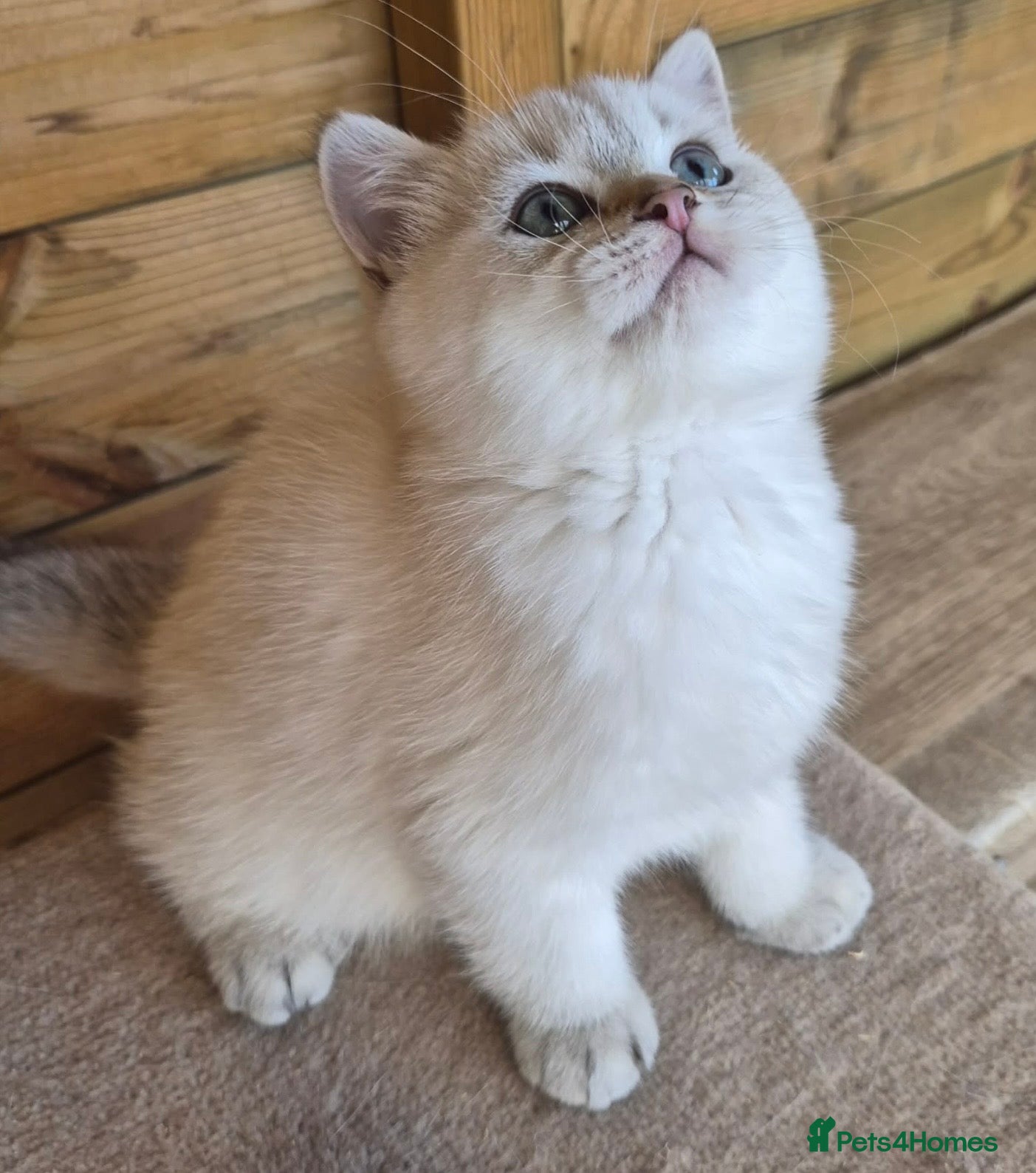 British Shorthair cats British shorthaired  - Advert 2