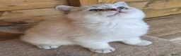 British Shorthair cats for sale: British shorthaired  - Advert 2
