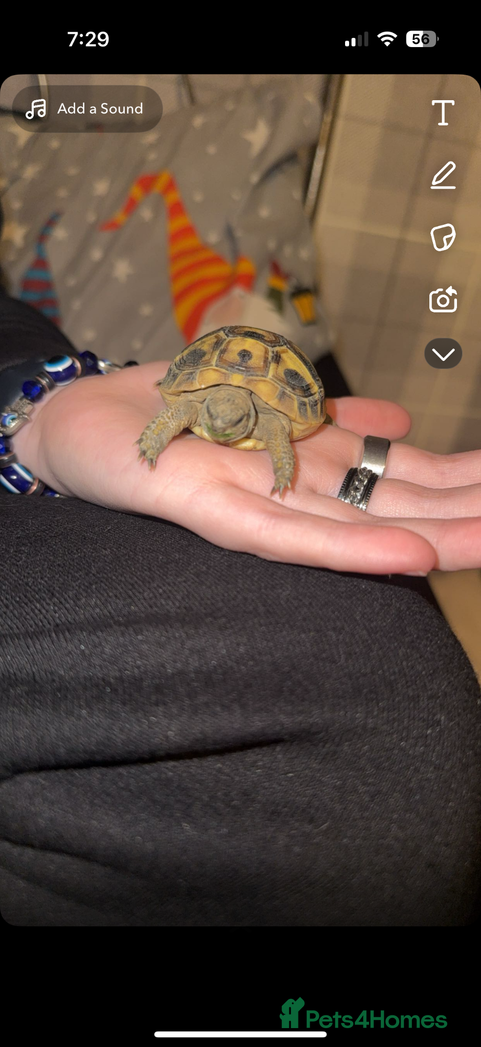 Hermann Tortoise reptiles Herman tortoise with full set up  - Advert 5