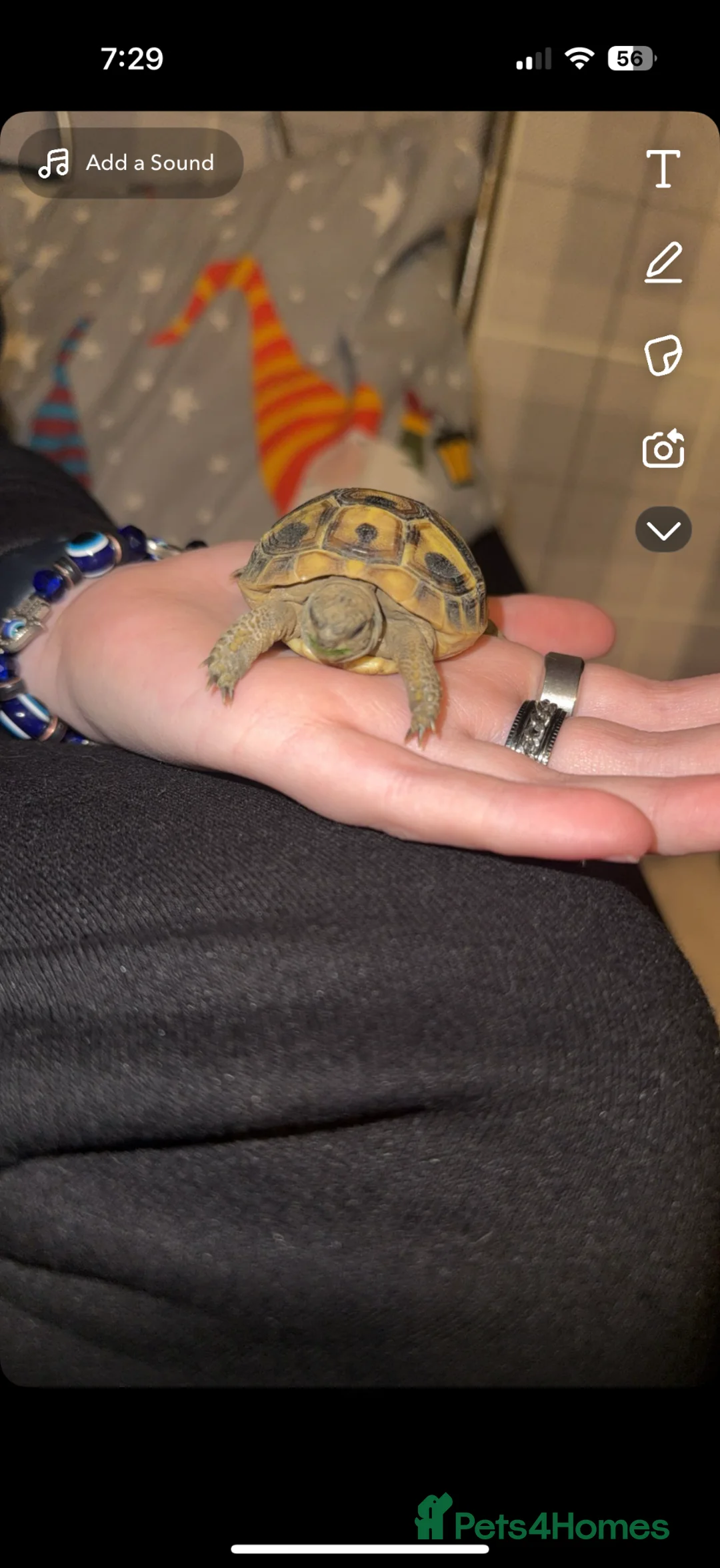 Hermann Tortoise reptiles for sale: Herman tortoise with full set up  - Advert 1