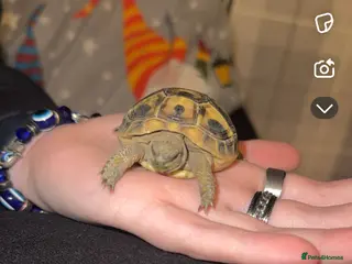 Hermann Tortoise reptiles Herman tortoise with full set up - Advert 5
