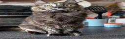 Ragdoll cats for sale: Gorgeous Tortie Cross Ragdoll Girl - Advert 4
