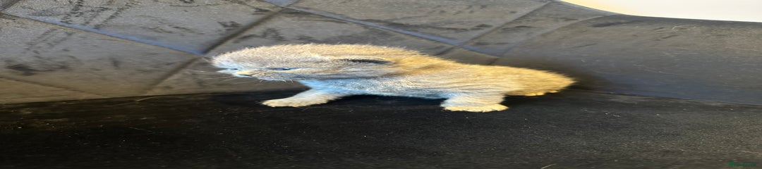 British Shorthair Kitten 2