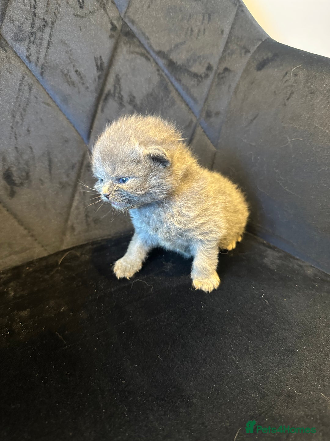 British Shorthair cats for sale: BRITISH SHORT HAIR KITTENS FOR SALE - Image 7