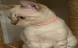 Bengal cats for sale:  Beautiful Bengal ready to reserve - Image 7