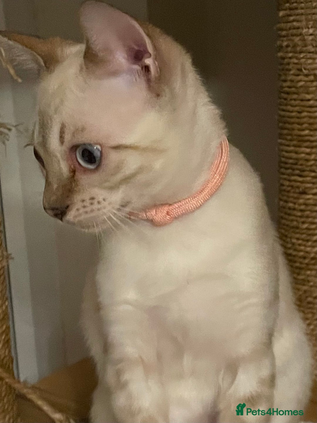 Bengal cats for sale:  Beautiful Bengal ready to reserve - Image 7