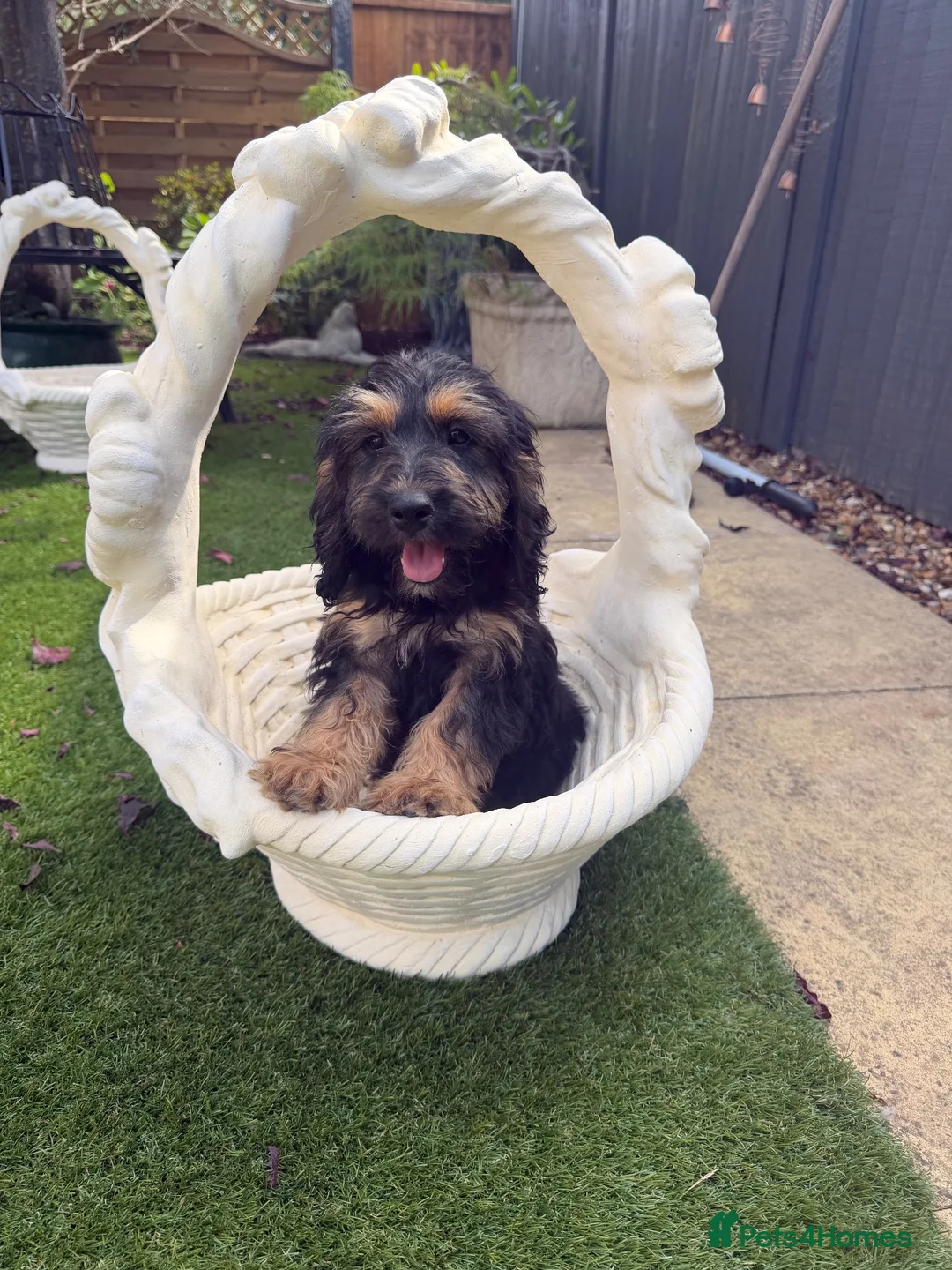 Cockapoo dogs for sale: Cockapoo puppies  - Advert 1