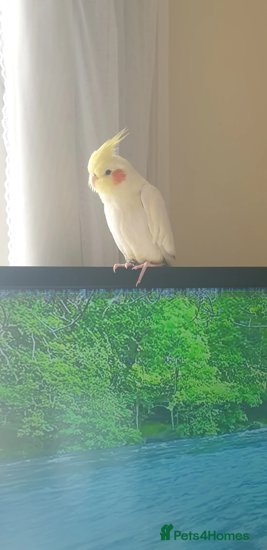 Cockatiels birds for sale: Tamed Cockatiel  in London - Advert 1