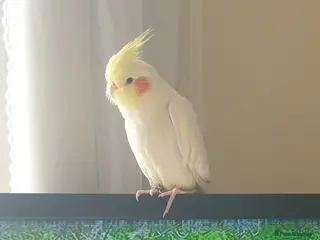 Cockatiels birds Tamed Cockatiel - Advert 1