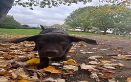 Mixed Breed dogs for sale: Mixed breed lab x Doberman - Image 3