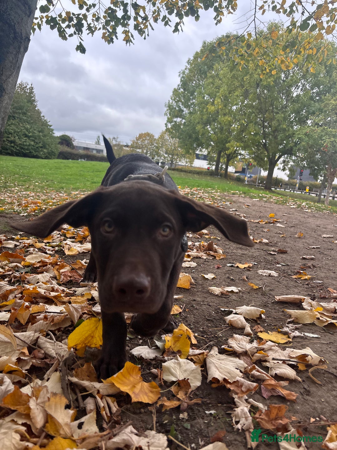 Mixed Breed dogs for sale: Mixed breed lab x Doberman - Image 3