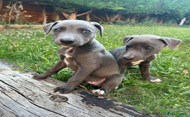 Mixed Breed dogs - Advert 7