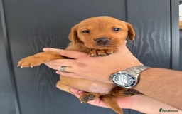 Labrador Retriever dogs for sale: KC registered Fox Red Labrador puppies  - Image 9