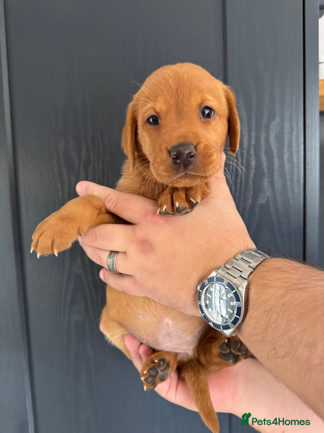 Labrador Retriever dogs for sale: KC registered Fox Red Labrador puppies  - Image 9