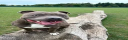 Staffordshire Bull Terrier dogs for stud: Blue Staffie Stud - Advert 3