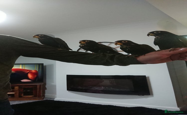 Parrots birds - Advert 2