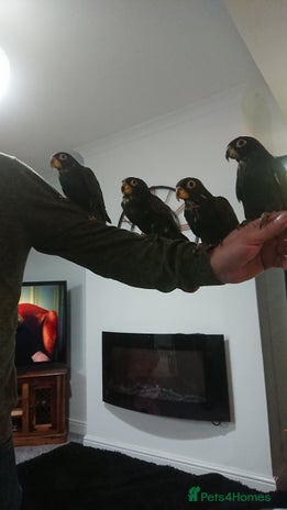 Parrots birds - Advert 2