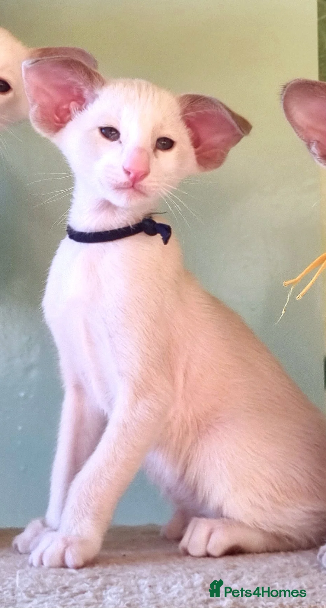 Oriental cats for sale: Exceptional, Show quality, GCCF Oriental kittens  - Advert 11