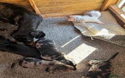 Dachshund dogs for sale: Datchound puppies  - Image 1
