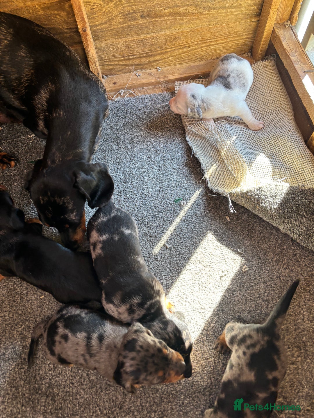 Dachshund dogs for sale: Datchound puppies  - Image 1