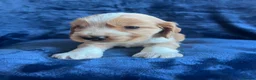 Cocker Spaniel dogs for sale: Show type KC reg health tested. Boys available  - Advert 3