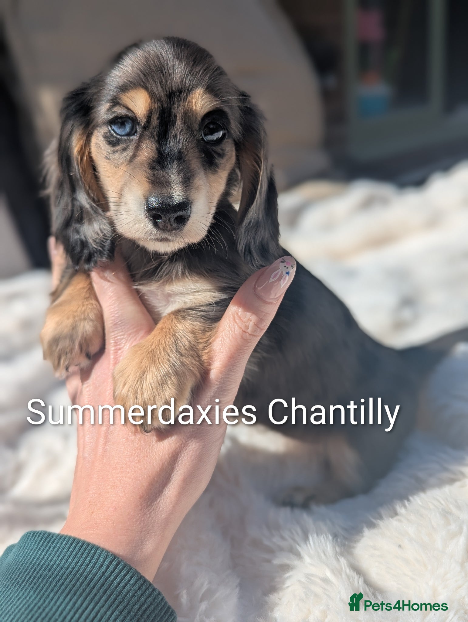 Miniature Dachshund dogs READY NOW 🎖️longhaired Miniature dachshunds  - Advert 6