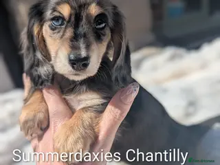 Miniature Dachshund dogs READY NOW 🎖️longhaired Miniature dachshunds - Advert 6
