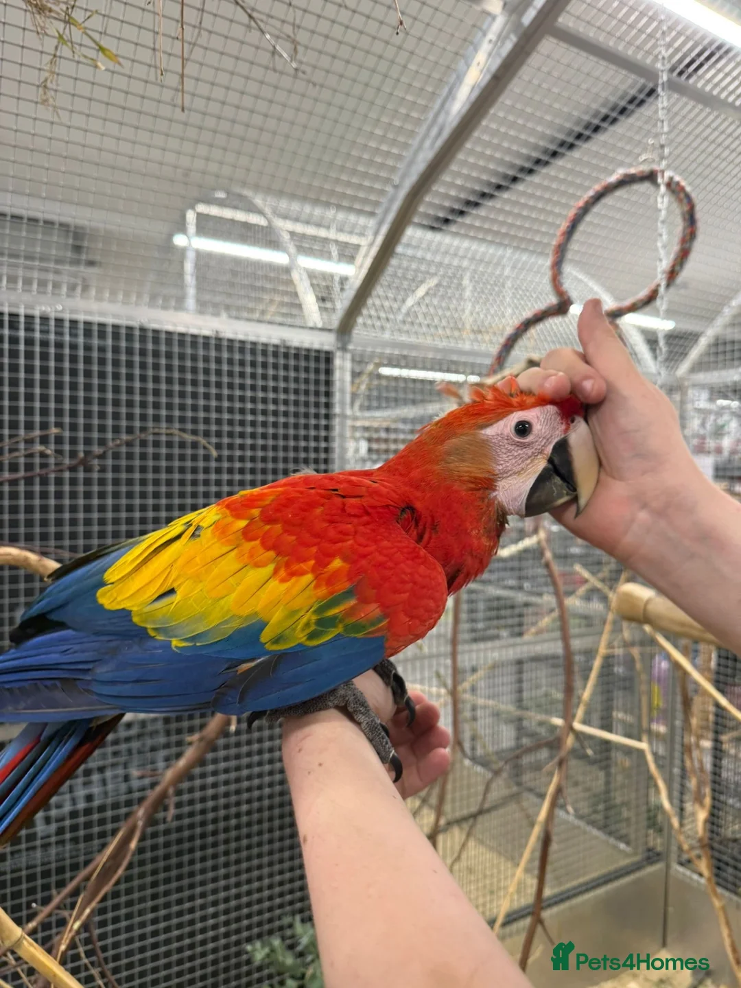 Macaws birds for sale: GORGEOUS VIBRANT BABY HANDREARED SCARLET  - Advert 2