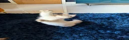 Ragdoll cats for sale: Stunning Ragdoll kittens  - Advert 34