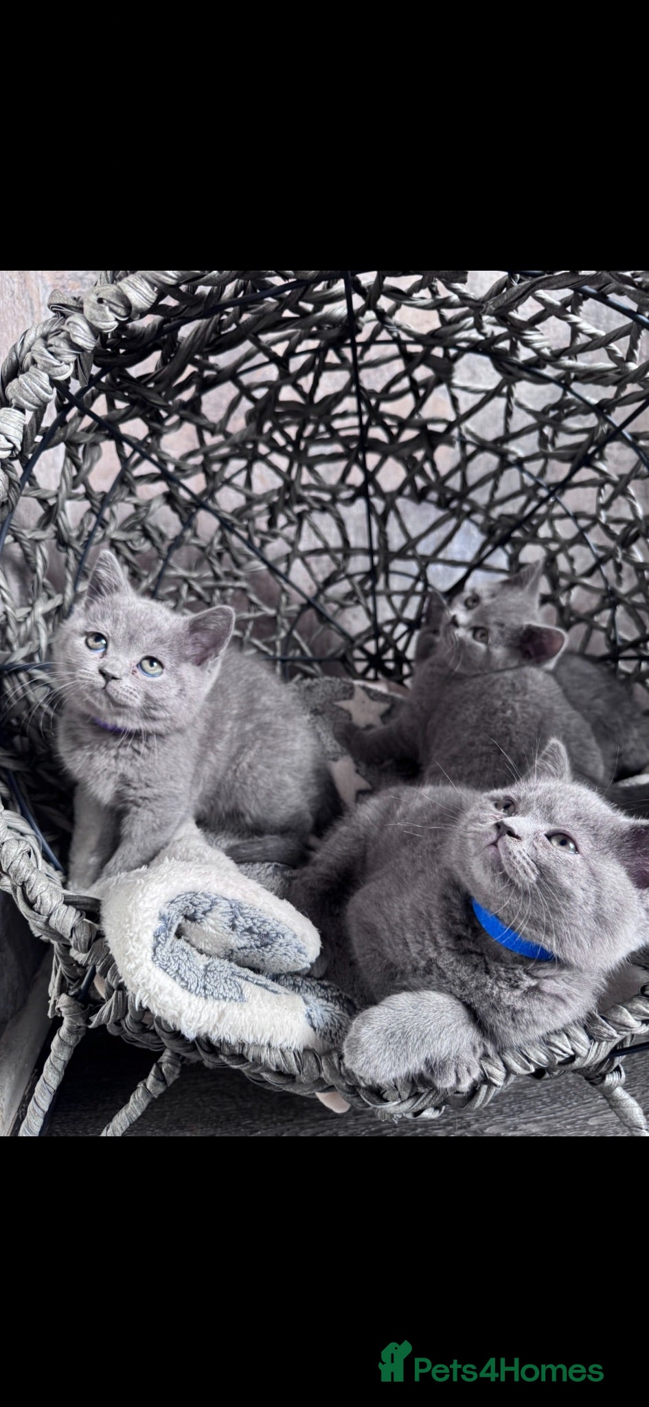 British Shorthair cats Pure British Shorthair - Advert 1