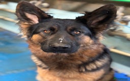 German Shepherd dogs for sale: German shepherd puppies  - Image 8
