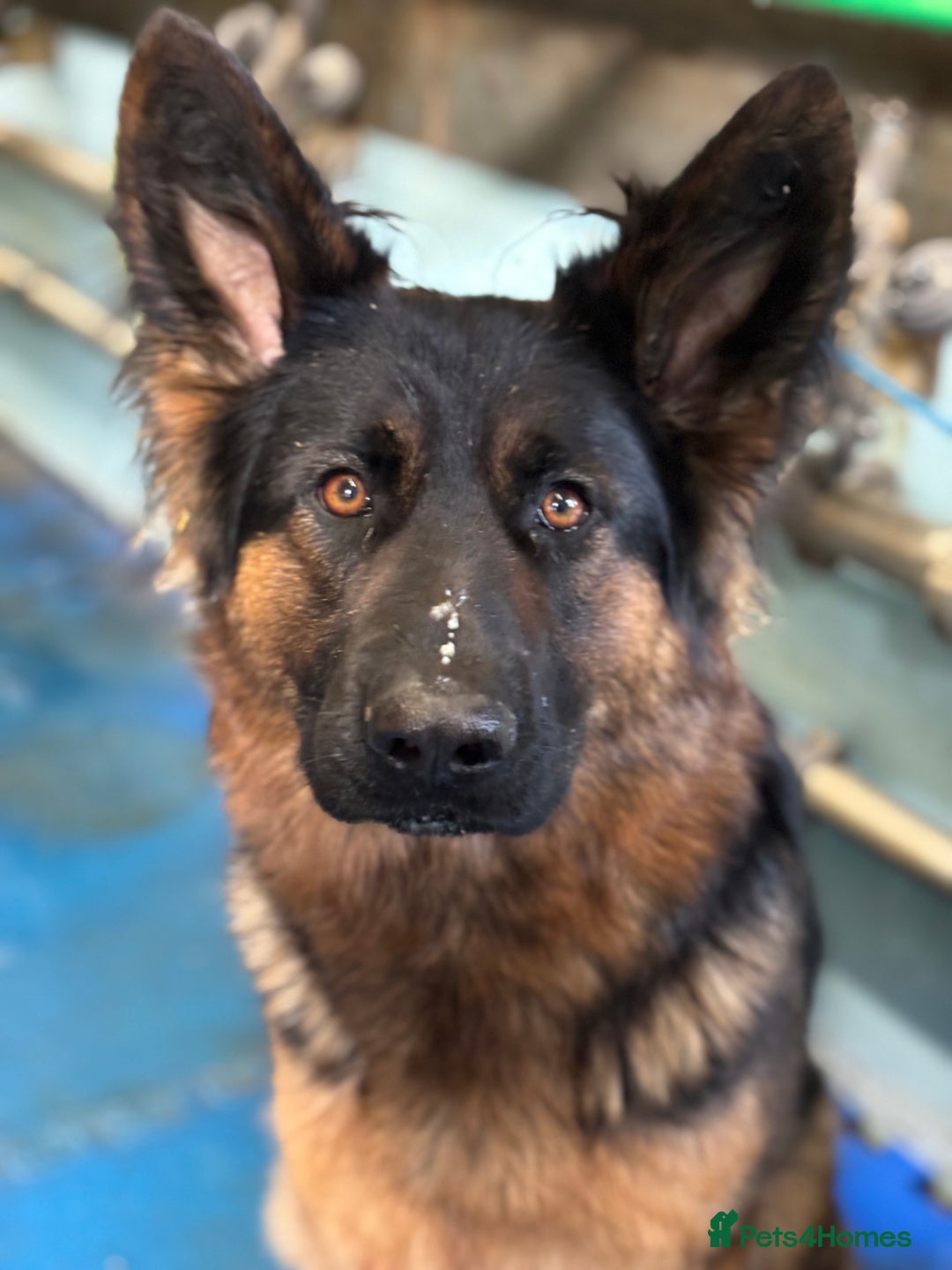 German Shepherd dogs for sale: German shepherd puppies  - Image 8