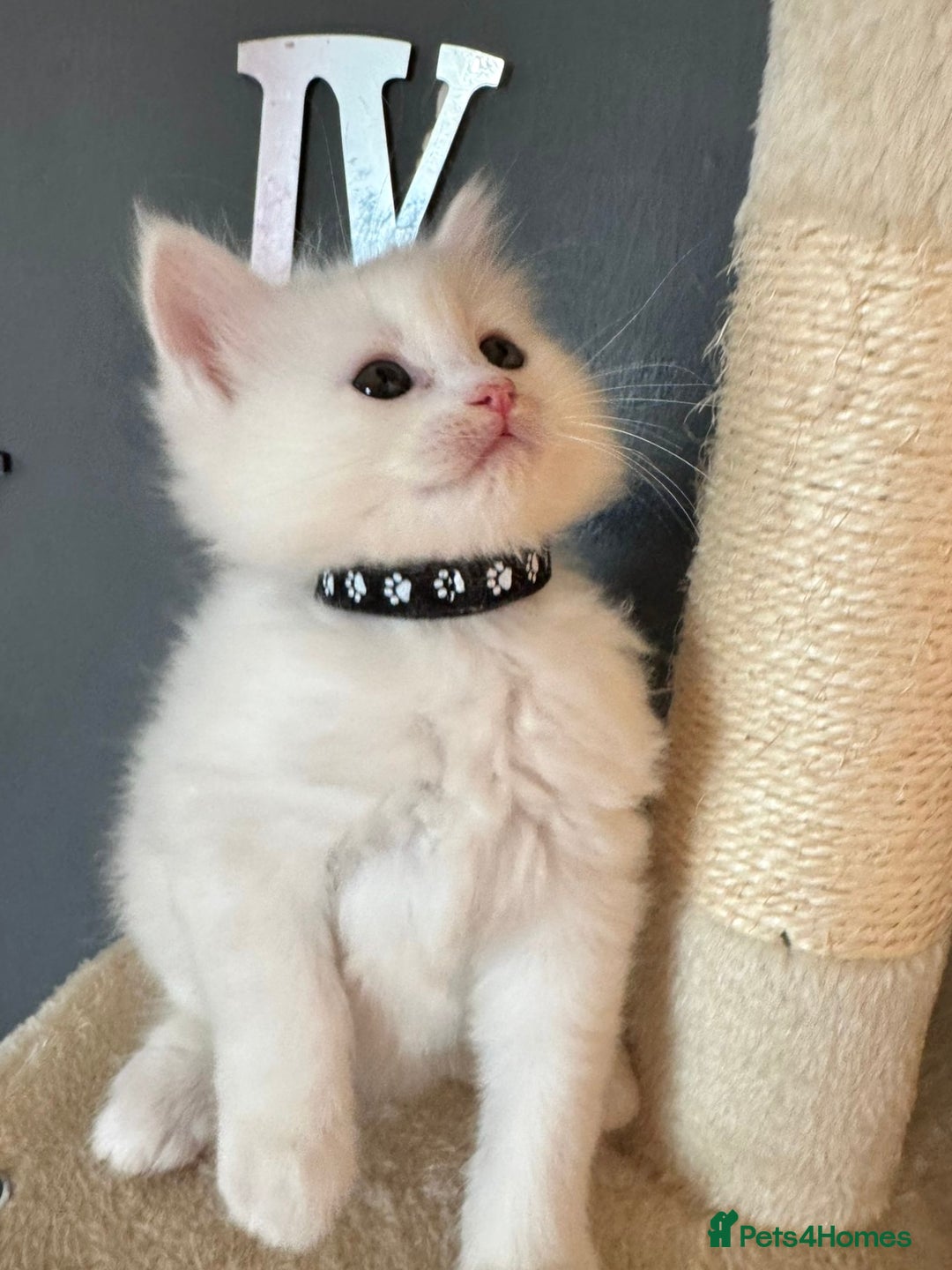 Mixed Breed cats for sale: Stunning Ragdoll x Maine Coon Kittens - Advert 13